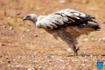 This photo taken on May 12, 2024 shows a Himalayan vulture at the Changtang National Nature Reserve in Nyima County of Nagqu City, southwest China`s Xizang Autonomous Region. Dubbed the `paradise of wild animals,` Changtang National Nature Reserve is home to over 30 kinds of wild animals listed on China`s national-level protection catalogue, including Tibetan antelopes and wild yaks. (Xinhua/Jiang Fan)