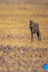This photo taken on May 10, 2024 shows a wolf at the Changtang National Nature Reserve in Nyima County of Nagqu City, southwest China`s Xizang Autonomous Region. Dubbed the `paradise of wild animals,` Changtang National Nature Reserve is home to over 30 kinds of wild animals listed on China`s national-level protection catalogue, including Tibetan antelopes and wild yaks. (Xinhua/Jiang Fan)