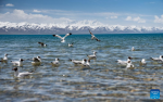 Brown-headed gulls are pictured at the Lake Namtso in southwest China`s Xizang Autonomous Region, May 19, 2024. As temperature rises and ice melts, the Lake Namtso will enter its tourism season. (Xinhua/Tenzin Nyida)