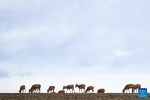 Tibetan antelopes migrate in Wudaoliang area in Hoh Xil, northwest China`s Qinghai Province, May 27, 2024. The peak season for the migration of Tibetan antelopes to the heart of northwest China`s Hoh Xil National Nature Reserve to give birth has arrived, according to the Hoh Xil reserve administration. (Xinhua/Zhang Long)