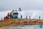 Tibetan antelopes migrate in Wudaoliang area in Hoh Xil, northwest China`s Qinghai Province, May 27, 2024. The peak season for the migration of Tibetan antelopes to the heart of northwest China`s Hoh Xil National Nature Reserve to give birth has arrived, according to the Hoh Xil reserve administration. (Xinhua/Zhang Long)