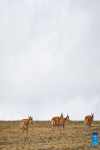 Tibetan antelopes migrate in Wudaoliang area in Hoh Xil, northwest China`s Qinghai Province, May 27, 2024. The peak season for the migration of Tibetan antelopes to the heart of northwest China`s Hoh Xil National Nature Reserve to give birth has arrived, according to the Hoh Xil reserve administration. (Xinhua/Zhang Long)