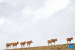 Tibetan antelopes migrate in Wudaoliang area in Hoh Xil, northwest China`s Qinghai Province, May 27, 2024. The peak season for the migration of Tibetan antelopes to the heart of northwest China`s Hoh Xil National Nature Reserve to give birth has arrived, according to the Hoh Xil reserve administration. (Xinhua/Zhang Long)