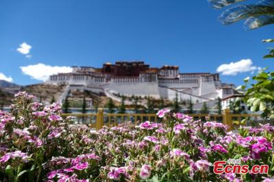 Blooming flowers add colors to Potala Palace in summer