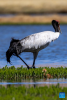 A black-necked crane and its baby are seen at a wetland in Xainza County of Nagqu City, southwest China`s Xizang Autonomous Region, June 9, 2024. Black-necked crane couples are breeding babies in wetlands at an altitude of about 4,700 meters in Xainza County. Every year around the time of June, pairs of black-necked cranes migrate to Xainza County to hatch eggs on grass piers surrounded by water. The black-necked crane, a species under first-class state protection in China, mainly inhabits plateau meadows and marshes at an altitude of 2,500 to 5,000 meters. (Xinhua/Jiang Fan)