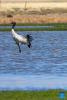 A black-necked crane and its baby are seen at a wetland in Xainza County of Nagqu City, southwest China`s Xizang Autonomous Region, June 9, 2024. Black-necked crane couples are breeding babies in wetlands at an altitude of about 4,700 meters in Xainza County. Every year around the time of June, pairs of black-necked cranes migrate to Xainza County to hatch eggs on grass piers surrounded by water. The black-necked crane, a species under first-class state protection in China, mainly inhabits plateau meadows and marshes at an altitude of 2,500 to 5,000 meters. (Xinhua/Tenzing Nima Qadhup)