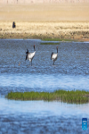 Two black-necked cranes and their baby are seen at a wetland in Xainza County of Nagqu City, southwest China`s Xizang Autonomous Region, June 9, 2024. Black-necked crane couples are breeding babies in wetlands at an altitude of about 4,700 meters in Xainza County. Every year around the time of June, pairs of black-necked cranes migrate to Xainza County to hatch eggs on grass piers surrounded by water. The black-necked crane, a species under first-class state protection in China, mainly inhabits plateau meadows and marshes at an altitude of 2,500 to 5,000 meters. (Xinhua/Tenzing Nima Qadhup)