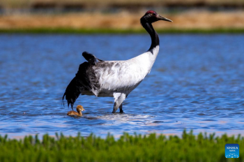 Black-necked cranes breed babies in wetlands in Xainza County, China's Xizang