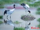 A black-necked crane embraces his newborn babe on Father`s Day on June 16 in Xainza County of Nagqu City, China`s Xizang Autonomous Region.(Photo: China News Service/ Gongga Laisong)