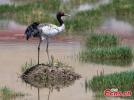 A black-necked crane embraces his newborn babe on Father`s Day on June 16 in Xainza County of Nagqu City, China`s Xizang Autonomous Region.(Photo: China News Service/ Gongga Laisong)