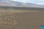 An aerial drone photo taken on June 13, 2024 shows Tibetan antelopes running on alert in Qiangtang National Nature Reserve in southwest China`s Xizang Autonomous Region. (Xinhua/Jiang Fan)