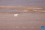 This photo taken on June 14, 2024 shows a wolf in Qiangtang National Nature Reserve in southwest China`s Xizang Autonomous Region. (Xinhua/Jiang Fan)