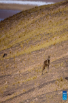 This photo taken on June 13, 2024 shows a wolf in Qiangtang National Nature Reserve in southwest China`s Xizang Autonomous Region.