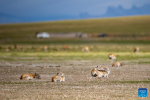 Pregnant Tibetan antelopes lick themselves to ease off the discomfort before parturition in Qiangtang National Nature Reserve in southwest China`s Xizang Autonomous Region, June 17, 2024. Tibetan antelopes, a native species in China`s Qinghai-Tibet Plateau under first-class state protection, have recently embarked on their birth-giving season. Their total population has exeeded 300,000, over 200,000 of which are living in Qiangtang National Nature Reserve. (Xinhua/Jiang Fan)