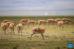 A pregnant Tibetan antelope licks herself to ease off the discomfort before parturition in Qiangtang National Nature Reserve in southwest China`s Xizang Autonomous Region, June 17, 2024. (Xinhua/Jiang Fan)