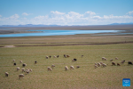 Sheep graze near Serling Tso Lake in southwest China`s Xizang Autonomous Region, June 22, 2024.(Xinhua/Tenzin Nyida)