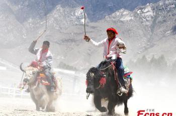 Yak-riding race held in Lhasa