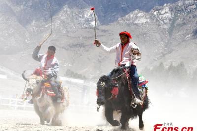 Yak-riding race held in Lhasa