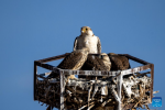 Peregrine falcons are pictured in Nyima County of Nagqu City, southwest China`s Xizang Autonomous Region, June 13, 2024. (Xinhua/Jiang Fan)