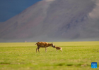 Tibetan antelopes are pictured in Xainza County of Nagqu City, southwest China`s Xizang Autonomous Region, June 16, 2024. (Xinhua/Jigme Dorje)