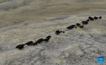 An aerial drone photo taken on June 15, 2024 shows herds of wild yaks in Nyima County of Nagqu City, southwest China`s Xizang Autonomous Region. (Xinhua/Jigme Dorje)