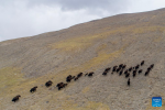 An aerial drone photo taken on June 15, 2024 shows herds of wild yaks in Nyima County of Nagqu City, southwest China`s Xizang Autonomous Region. (Xinhua/Tenzing Nima Qadhup)