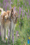 Tibetan macaques are seen near a national highway in Sertar County, the Tibetan Autonomous Prefecture of Garze, southwest China`s Sichuan Province, July 9, 2024. A group of Tibetan macaques with their cubs forage on the roadside of a national highway here. (Xinhua/Jiang Hongjing)