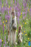 Tibetan macaques are seen near a national highway in Sertar County, the Tibetan Autonomous Prefecture of Garze, southwest China`s Sichuan Province, July 9, 2024. A group of Tibetan macaques with their cubs forage on the roadside of a national highway here. (Xinhua/Jiang Hongjing)