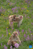 Tibetan macaques are seen near a national highway in Sertar County, the Tibetan Autonomous Prefecture of Garze, southwest China`s Sichuan Province, July 9, 2024. A group of Tibetan macaques with their cubs forage on the roadside of a national highway here. (Xinhua/Jiang Hongjing)