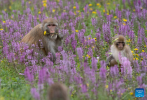 Tibetan macaques are seen near a national highway in Sertar County, the Tibetan Autonomous Prefecture of Garze, southwest China`s Sichuan Province, July 9, 2024. A group of Tibetan macaques with their cubs forage on the roadside of a national highway here. (Xinhua/Jiang Hongjing)