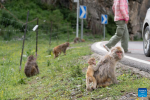 Tibetan macaques are seen near a national highway in Sertar County, the Tibetan Autonomous Prefecture of Garze, southwest China`s Sichuan Province, July 9, 2024. A group of Tibetan macaques with their cubs forage on the roadside of a national highway here. (Xinhua/Jiang Hongjing)