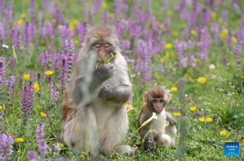 Tibetan macaques forage near national highway in Sertar County, SW China