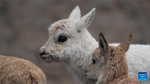 This photo taken on July 13, 2024 shows a white Tibetan antelope cub found in Nyima County of Nagqu City, southwest China`s Xizang Autonomous Region. A white Tibetan antelope cub is recently rescued by a ranger on patrol in Nyima County, which is the first white Tibetan antelope ever found by rangers in the wild of the area. Official figures show that the population of Tibetan antelopes in Xizang had grown to over 300,000 as of 2023. (Photo by Tenzing/Xinhua)