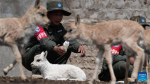 A ranger feeds a Tibetan antelope cub in Nyima County of Nagqu City, southwest China`s Xizang Autonomous Region, July 13, 2024. A white Tibetan antelope cub is recently rescued by a ranger on patrol in Nyima County, which is the first white Tibetan antelope ever found by rangers in the wild of the area. Official figures show that the population of Tibetan antelopes in Xizang had grown to over 300,000 as of 2023. (Photo by Tenzing/Xinhua)