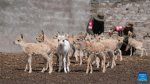 This photo taken on July 13, 2024 shows rescued Tibetan antelope cubs in Nyima County of Nagqu City, southwest China`s Xizang Autonomous Region. A white Tibetan antelope cub is recently rescued by a ranger on patrol in Nyima County, which is the first white Tibetan antelope ever found by rangers in the wild of the area. Official figures show that the population of Tibetan antelopes in Xizang had grown to over 300,000 as of 2023. (Photo by Tenzing/Xinhua)