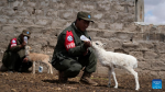 A ranger feeds a white Tibetan antelope cub found in Nyima County of Nagqu City, southwest China`s Xizang Autonomous Region, July 13, 2024. A white Tibetan antelope cub is recently rescued by a ranger on patrol in Nyima County, which is the first white Tibetan antelope ever found by rangers in the wild of the area. Official figures show that the population of Tibetan antelopes in Xizang had grown to over 300,000 as of 2023. (Photo by Tenzing/Xinhua)