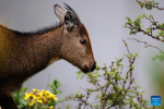 A female Himalayan goral is pictured in Lhozhag County, Shannan City, southwest China`s Xizang Autonomous Region, July 23, 2024. A growing number of Himalayan monals and Himalayan gorals have been found foraging in the county. Thanks to steady efforts of the authorities, locals are also building a keener awareness for ecological protection. (Xinhua/Jiang Fan)