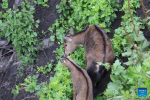 A female Himalayan goral and her cub are seen foraging in Lhozhag County, Shannan City, southwest China`s Xizang Autonomous Region, July 23, 2024. A growing number of Himalayan monals and Himalayan gorals have been found foraging in the county. Thanks to steady efforts of the authorities, locals are also building a keener awareness for ecological protection. (Xinhua/Jiang Fan)