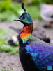 A male Himalayan monal is pictured in Lhozhag County, Shannan City, southwest China`s Xizang Autonomous Region, July 23, 2024. A growing number of Himalayan monals and Himalayan gorals have been found foraging in the county. Thanks to steady efforts of the authorities, locals are also building a keener awareness for ecological protection. (Xinhua/Jiang Fan)