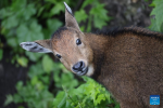 A Himalayan goral cub is pictured in Lhozhag County, Shannan City, southwest China`s Xizang Autonomous Region, July 23, 2024. A growing number of Himalayan monals and Himalayan gorals have been found foraging in the county. Thanks to steady efforts of the authorities, locals are also building a keener awareness for ecological protection. (Xinhua/Jiang Fan)