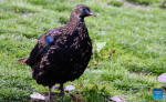 A male Himalayan monal is pictured in Lhozhag County, Shannan City, southwest China`s Xizang Autonomous Region, July 23, 2024. A growing number of Himalayan monals and Himalayan gorals have been found foraging in the county. Thanks to steady efforts of the authorities, locals are also building a keener awareness for ecological protection. (Xinhua/Jiang Fan)