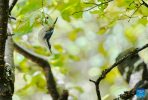 A bird is pictured at Basomtso scenic area, a national 5A tourist attraction, in Nyingchi, southwest China`s Xizang Autonomous Region, Aug. 2, 2024. (Xinhua/Zhang Rufeng)