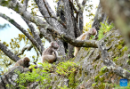 Tibetan macaques are pictured at Basomtso scenic area, a national 5A tourist attraction, in Nyingchi, southwest China`s Xizang Autonomous Region, Aug. 2, 2024. (Xinhua/Zhang Rufeng)