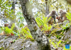 Tibetan macaques are pictured at Basomtso scenic area, a national 5A tourist attraction, in Nyingchi, southwest China`s Xizang Autonomous Region, Aug. 2, 2024. (Xinhua/Zhang Rufeng)