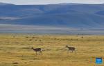 Tibetan antelopes are pictured in Serling Tso national nature reserve in Nagqu City, southwest China`s Xizang Autonomous Region, Aug. 26, 2024. (Xinhua/Zhang Rufeng)