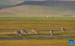 Tibetan antelopes graze on grass in Serling Tso national nature reserve in Nagqu City, southwest China`s Xizang Autonomous Region, Aug. 26, 2024. (Xinhua/Zhang Rufeng)