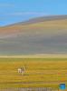 A Tibetan antelope is pictured in Serling Tso national nature reserve in Nagqu City, southwest China`s Xizang Autonomous Region, Aug. 26, 2024. (Xinhua/Zhang Rufeng)