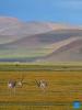 Tibetan antelopes are pictured in Serling Tso national nature reserve in Nagqu City, southwest China`s Xizang Autonomous Region, Aug. 26, 2024. (Xinhua/Zhang Rufeng)